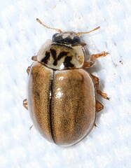 Aphidecta obliterata