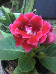 Gloxinia