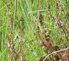 Plectranthus grallatus