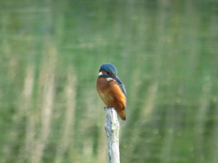 Alcedo atthis