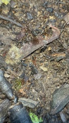 Notiophilus sylvaticus