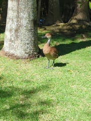 Dendrocygna arborea