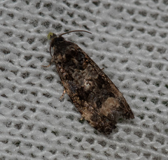 Endothenia