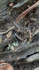 Notiophilus sylvaticus