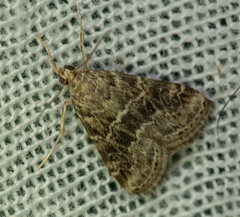 Hellula