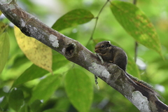 Tamiops mcclellandii