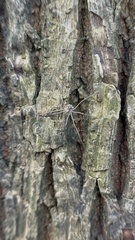 Phalangium opilio
