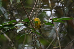 Cyanoderma chrysaeum