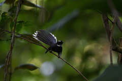 Rhipidura albicollis