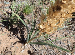 Albuca virens