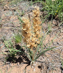 Albuca virens