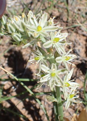 Albuca virens