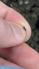 Salpingus viridiaeneus