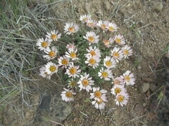 Townsendia florifera