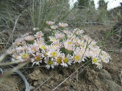 Townsendia florifera