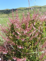 Plectranthus grallatus