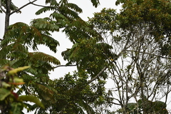 Melanochlora sultanea