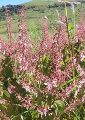 Plectranthus grallatus