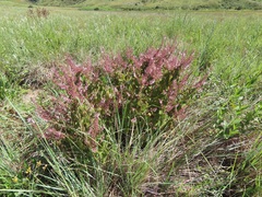 Plectranthus grallatus