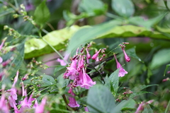 Strobilanthes hamiltoniana