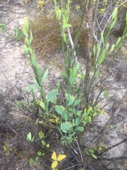 Montinia caryophyllacea