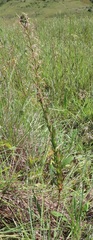 Epilobium salignum