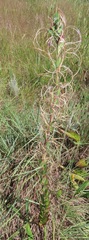 Epilobium salignum