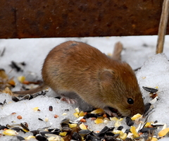 Clethrionomys gapperi