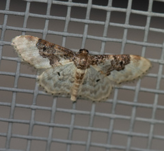 Idaea rusticata