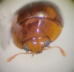 Phalacridae