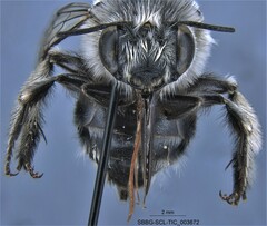 Anthophora edwardsii
