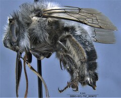 Anthophora edwardsii