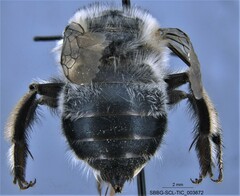Anthophora edwardsii