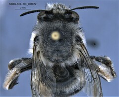 Anthophora edwardsii