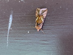 Autographa excelsa