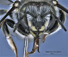Anthidium collectum