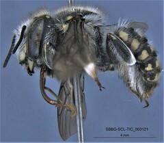 Anthidium collectum