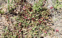 Hermannia coccocarpa