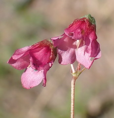 Hermannia coccocarpa
