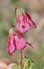 Hermannia coccocarpa