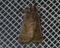 Caradrina germainii