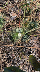 Syngonanthus flavidulus