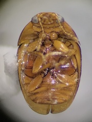 Phalacridae