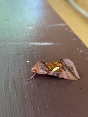Autographa excelsa