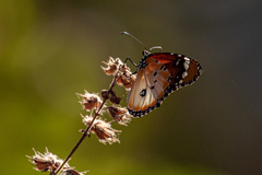 Danaus chrysippus alcippus