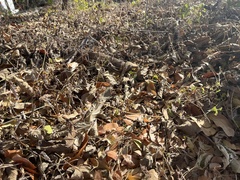 Sceloporus utiformis