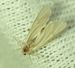 Acentria