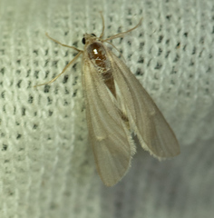 Acentria