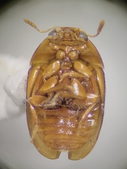 Phalacridae