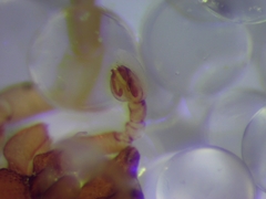 Trachelas minor